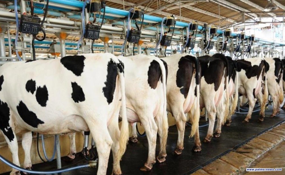 الاستثمار الحيواني يفتح أبوابه في العراق